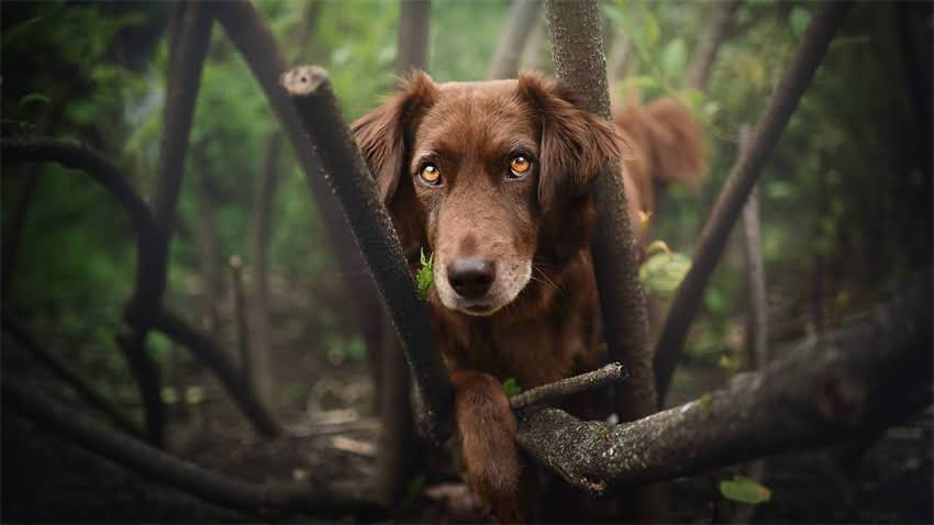 图片 拉布拉多可以吃鸡蛋吗？这份营养指南让毛孩子越吃越健康1.jpg