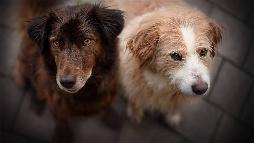 图片 拉布拉多可以吃鸡蛋吗？这份营养指南让毛孩子越吃越健康2.jpg