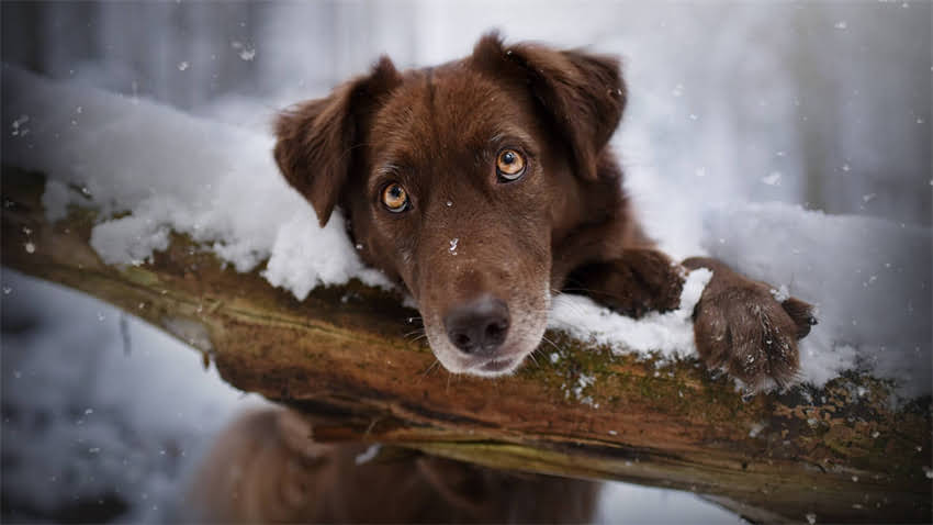 图片 拉布拉多可以生吃牛肉吗？专家解答与安全喂养指南1.jpg