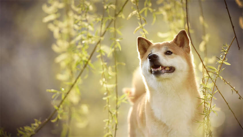 图片 拉布拉多可以生吃牛肉吗？专家解答与安全喂养指南2.jpg