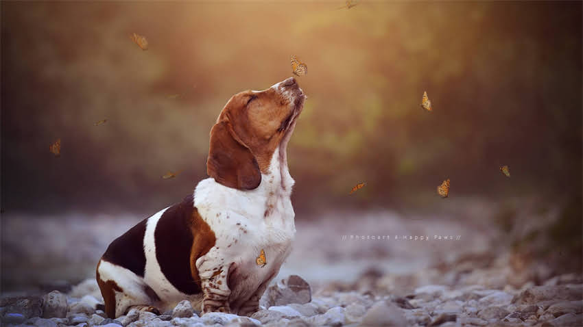 图片 拉布拉多吃什么能增肥？科学增肥指南：幼犬增重食谱与饮食调整全1.jpg