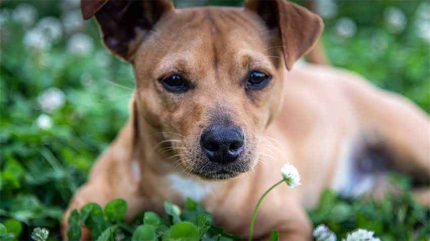 图片 拉布拉多吃什么能增肥？科学增肥指南：幼犬增重食谱与饮食调整全2.jpg