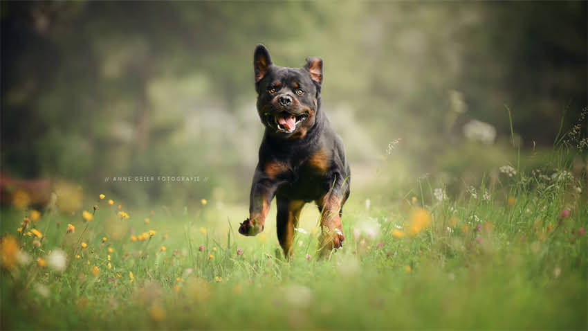 图片 拉布拉多和金毛掉毛严重吗？犬种掉毛原因及科学护理指南1.jpg