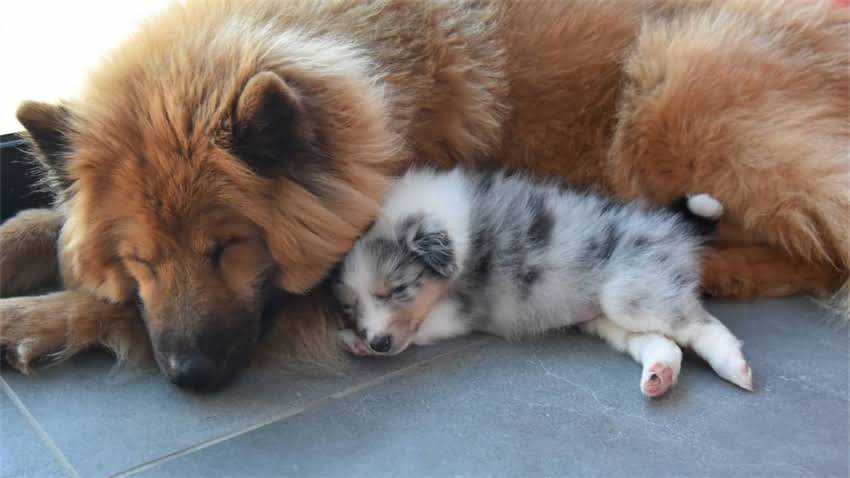 图片 拉布拉多咳嗽干呕怎么办？5大原因+专业应对指南（附诊断流程）1.jpg