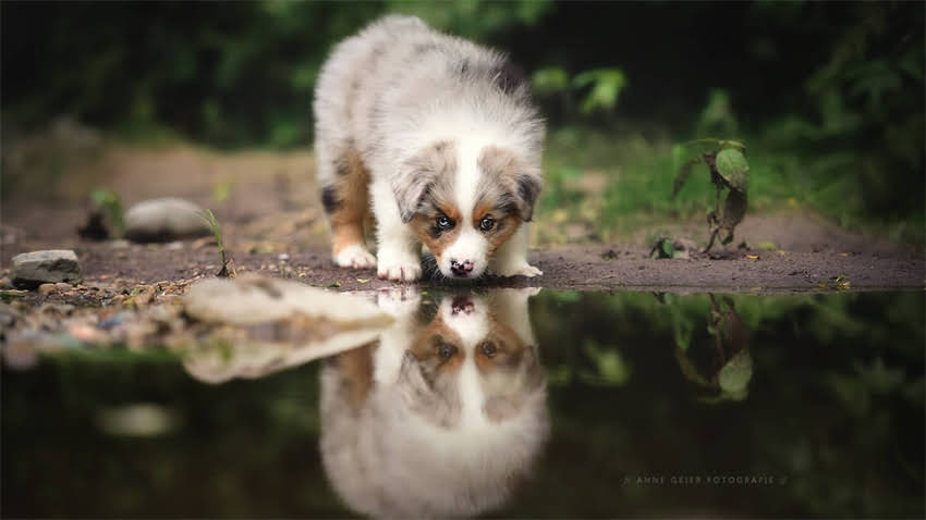 图片 拉布拉多太胖怎么办？5大科学减肥法+饮食运动指南，助爱犬健康瘦身2.jpg