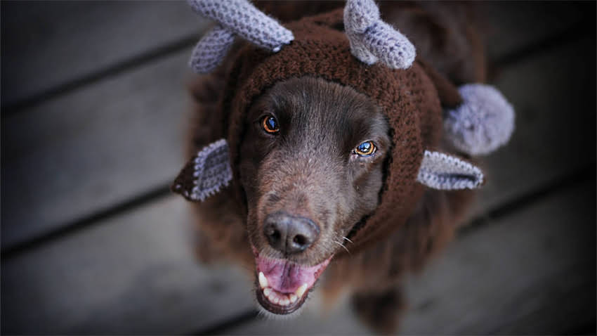 图片 拉布拉多寻回犬与金毛寻回犬对比指南：饲养、训练与性格1.jpg