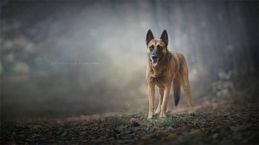 图片 拉布拉多巧克力价格全：如何挑选高性价比宠物零食？.jpg