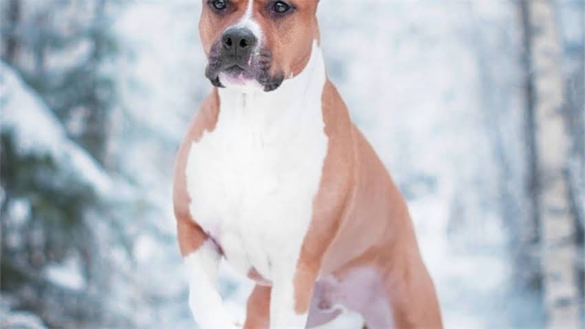 图片 拉布拉多巧克力价格全：如何挑选高性价比宠物零食？1.jpg