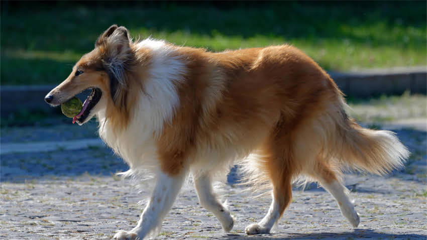 图片 拉布拉多幼犬50斤养护全攻略：科学喂养+训练指南+健康监测（附成长时间表）.jpg