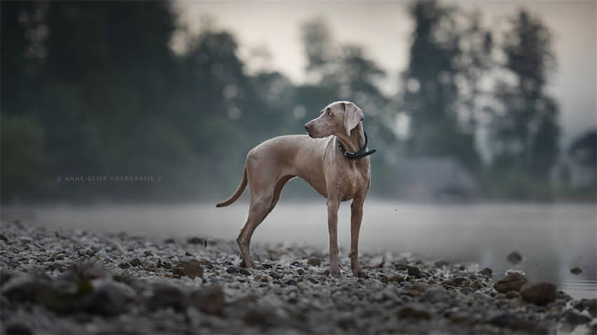 图片 拉布拉多幼犬50斤养护全攻略：科学喂养+训练指南+健康监测（附成长时间表）1.jpg