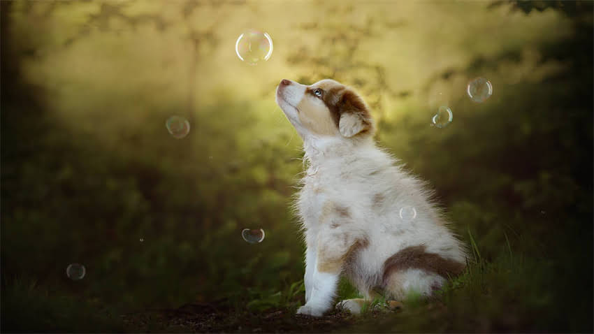 图片 拉布拉多幼犬50斤养护全攻略：科学喂养+训练指南+健康监测（附成长时间表）2.jpg