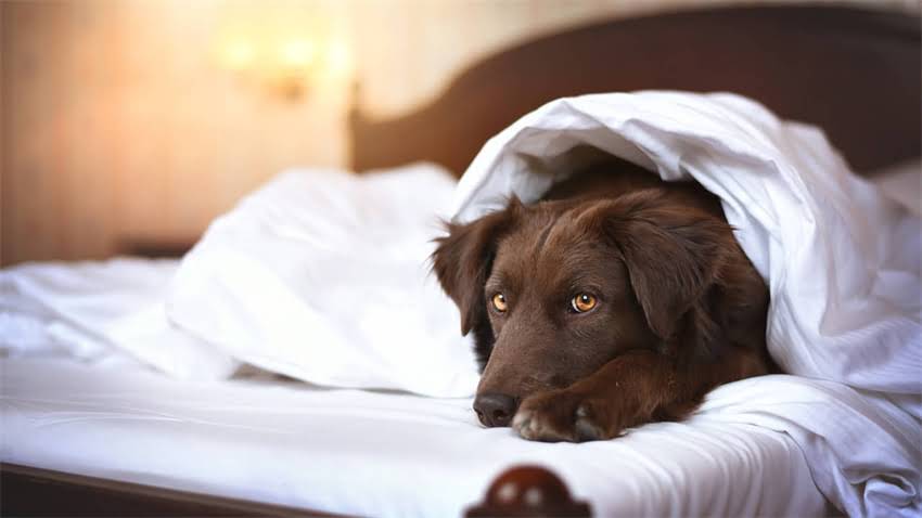 图片 拉布拉多幼犬、成犬、老年犬驱虫全攻略：多大开始？多久一次？科学方法与注意事项1.jpg