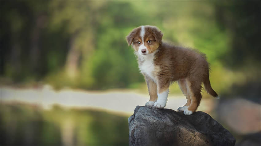 图片 拉布拉多幼犬、成犬、老年犬驱虫全攻略：多大开始？多久一次？科学方法与注意事项2.jpg