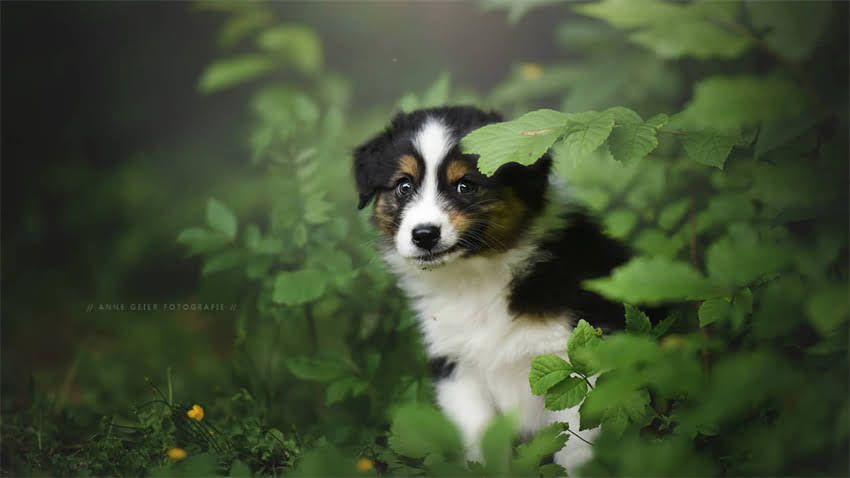 图片 拉布拉多幼犬体重标准及饲养指南：科学管理助力健康成长2.jpg