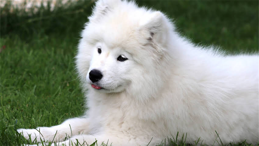 图片 拉布拉多幼犬后退抽筋症状全：紧急处理与家庭护理指南2.jpg