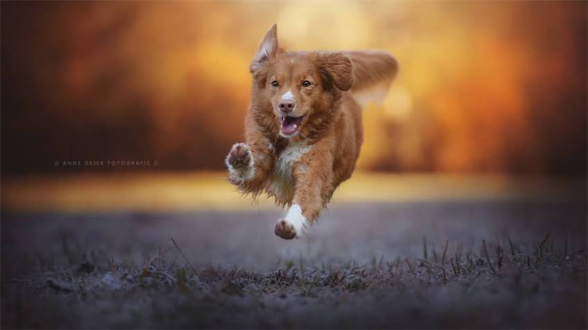 图片 拉布拉多幼犬呕吐的10大原因及应对措施，新手必看！.jpg