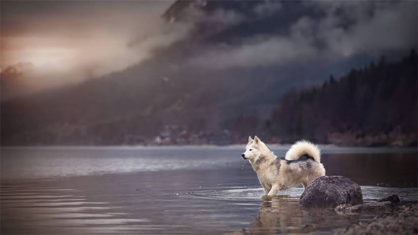 图片 拉布拉多幼犬外貌全：新手必看的特征识别与科学喂养指南2.jpg