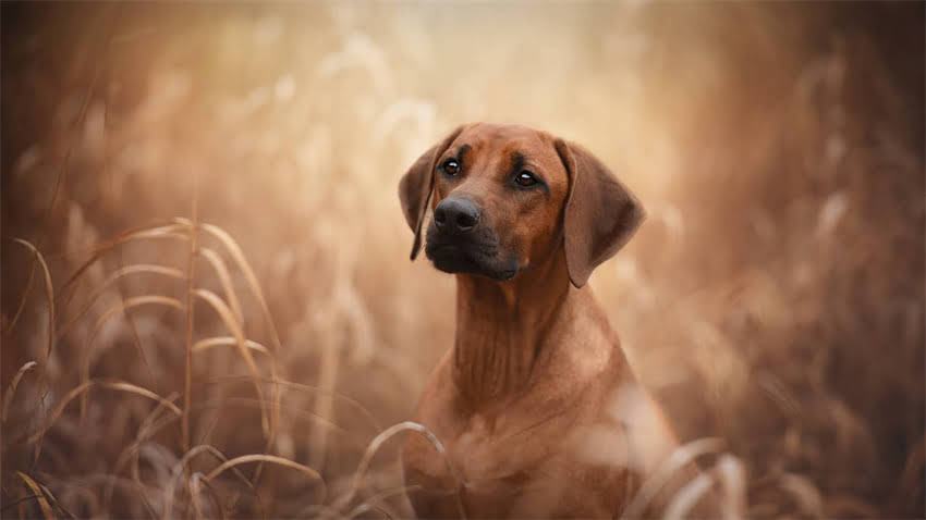 图片 拉布拉多幼犬多久能出门？30天科学护理指南（附遛狗时间表）.jpg