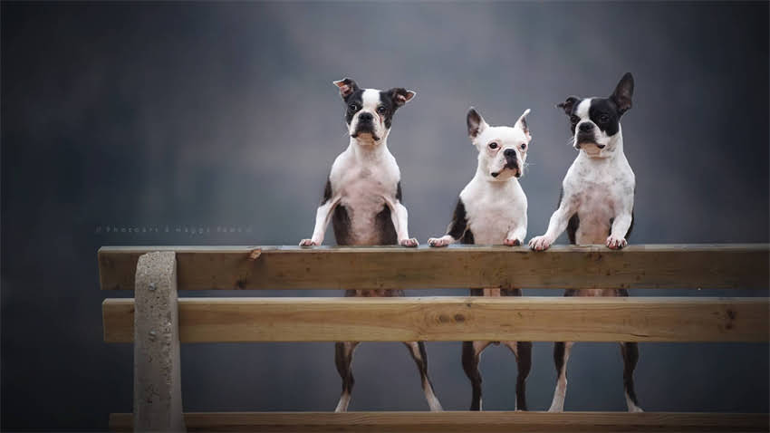 图片 拉布拉多幼犬多久能出门？30天科学护理指南（附遛狗时间表）2.jpg