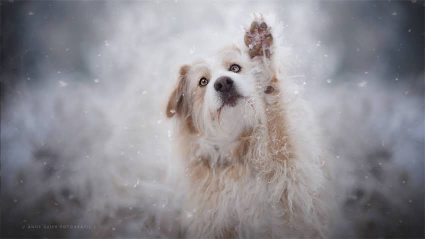 图片 拉布拉多幼犬异常叫声怎么办？5步训练法+常见原因（附专业养护指南）1.jpg