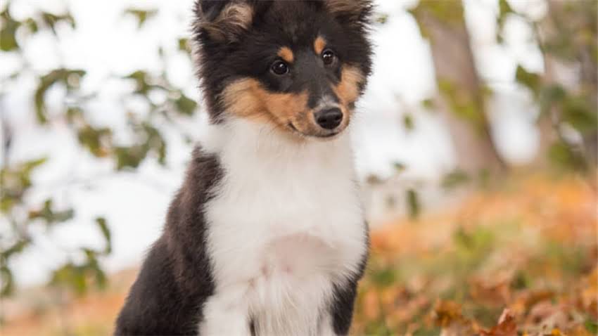 图片 拉布拉多幼犬成长全过程：从奶黄幼犬到威风成犬的高清图解与详细.jpg