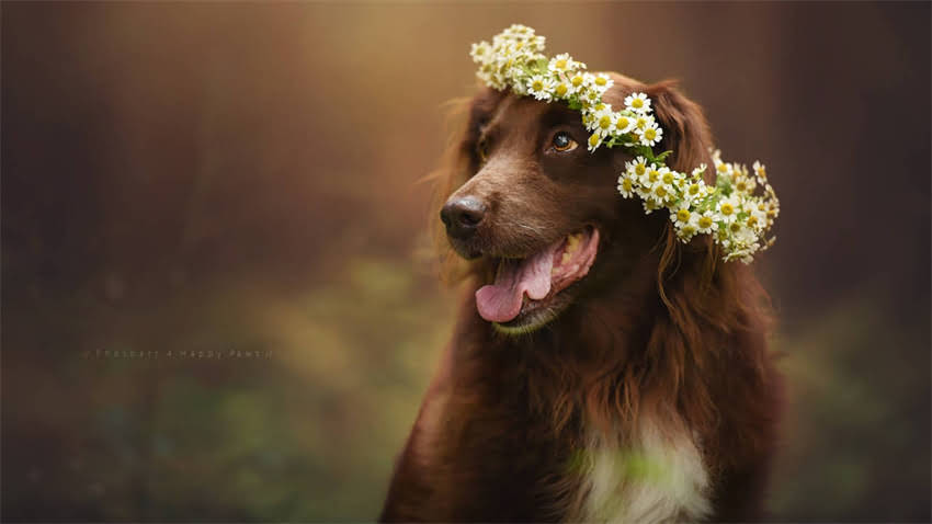 图片 拉布拉多幼犬成长全过程：从奶黄幼犬到威风成犬的高清图解与详细1.jpg