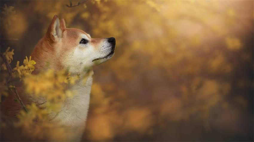 图片 拉布拉多幼犬成长全过程：从奶黄幼犬到威风成犬的高清图解与详细2.jpg