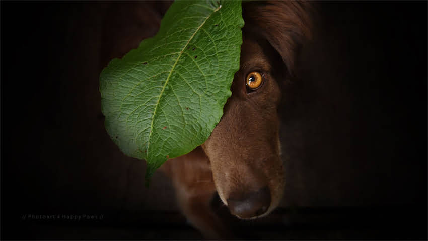 图片 拉布拉多幼犬成长时间表（3-12个月关键阶段）2.jpg