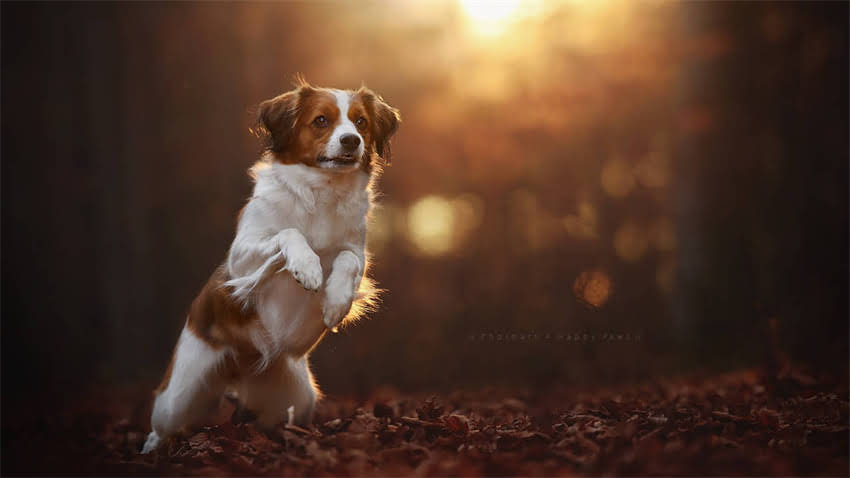 图片 拉布拉多幼犬换牙时间表及护理全攻略（附常见问题解答）1.jpg