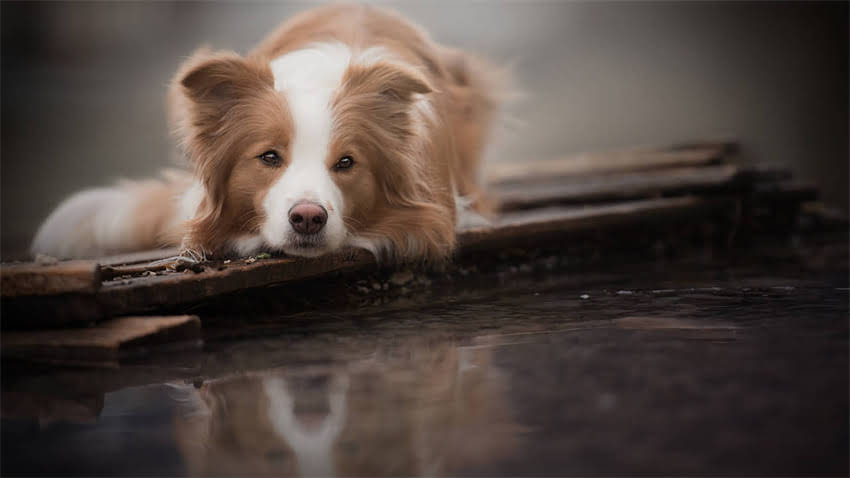 图片 拉布拉多幼犬排便训练30天速成法：5大黄金法则+全流程指南2.jpg