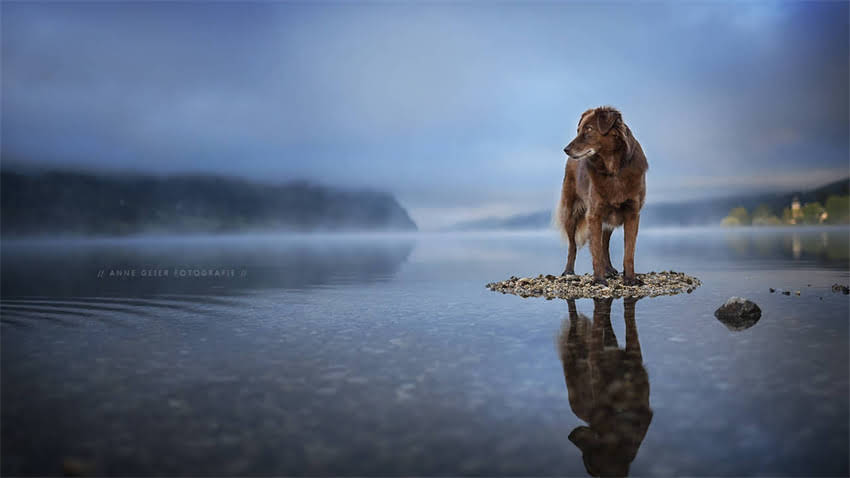 图片 拉布拉多幼犬晚上叫怎么办？5大有效解决方法，让狗狗安静入眠.jpg