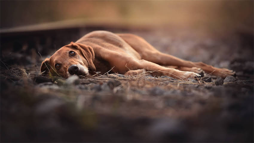 图片 拉布拉多幼犬狂躁不安怎么办？5个科学训练法+行为矫正指南（附视频）.jpg