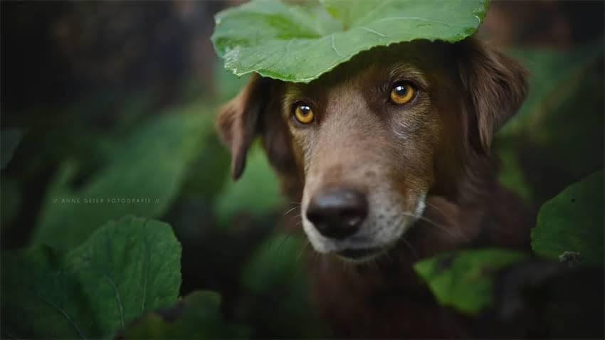 图片 拉布拉多幼犬狂躁不安怎么办？5个科学训练法+行为矫正指南（附视频）2.jpg