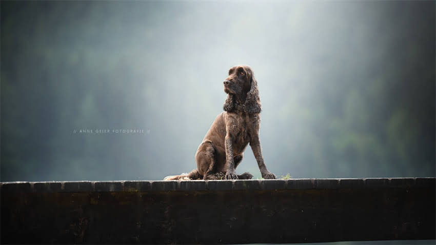 图片 拉布拉多幼犬狗粮推荐：科学喂养指南与选购要点（最新版）1.jpg