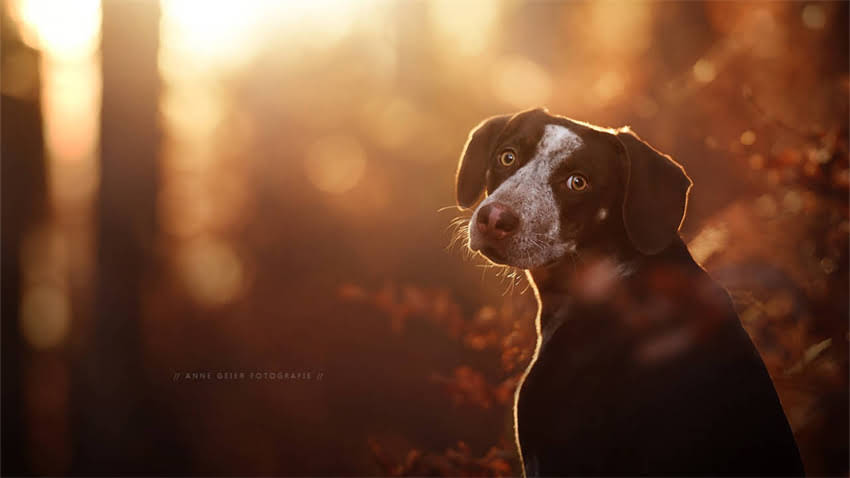 图片 拉布拉多幼犬精力旺盛怎么管？3个科学训练法解决调皮难题.jpg