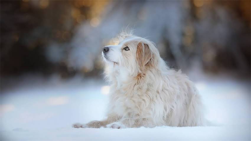 图片 拉布拉多幼犬精力旺盛怎么管？3个科学训练法解决调皮难题2.jpg