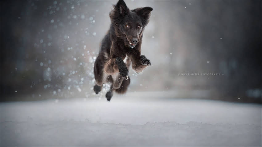 图片 拉布拉多幼犬细小病毒急救指南：症状识别+护理全攻略（附真实案例）.jpg