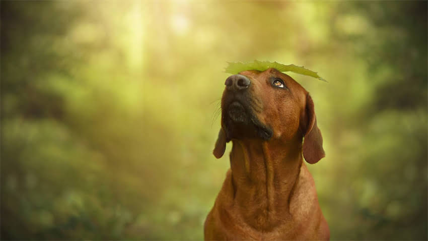 图片 拉布拉多幼犬细小病毒急救指南：症状识别+护理全攻略（附真实案例）2.jpg