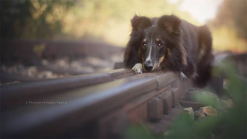 图片 拉布拉多幼犬耳朵发臭的5大原因及专业护理指南.jpg