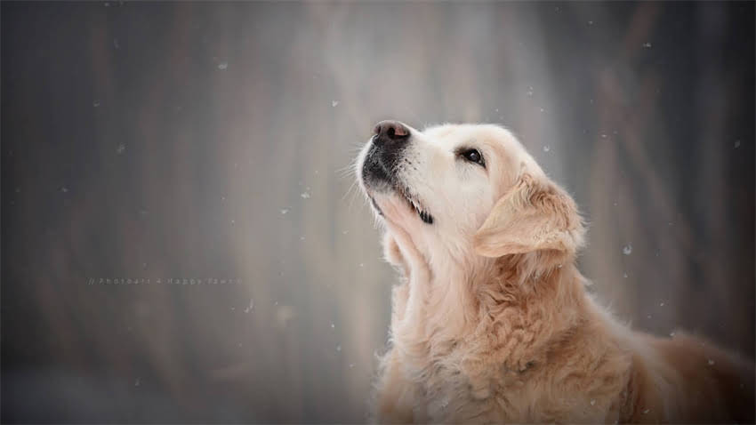 图片 拉布拉多幼犬耳朵发臭的5大原因及专业护理指南1.jpg