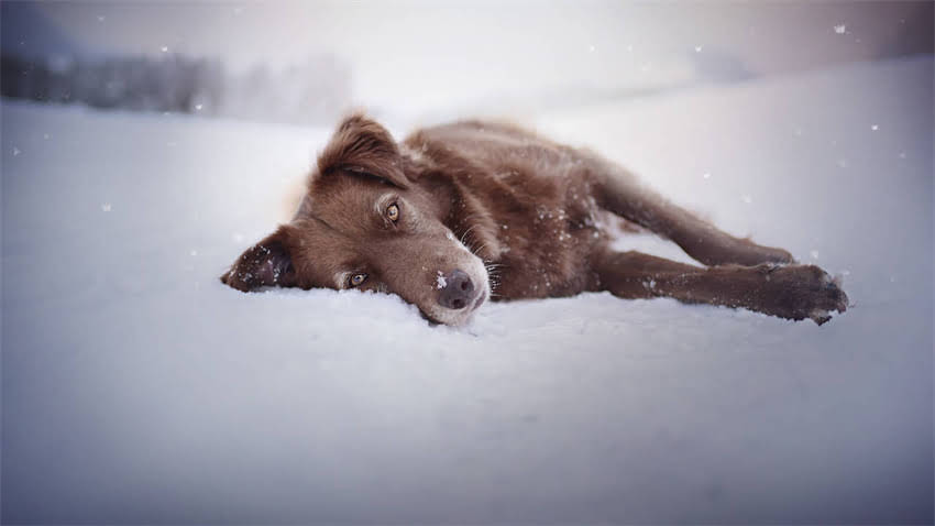 图片 拉布拉多幼犬肠炎全攻略：症状识别+紧急处理+预防措施，养宠家长必看！2.jpg