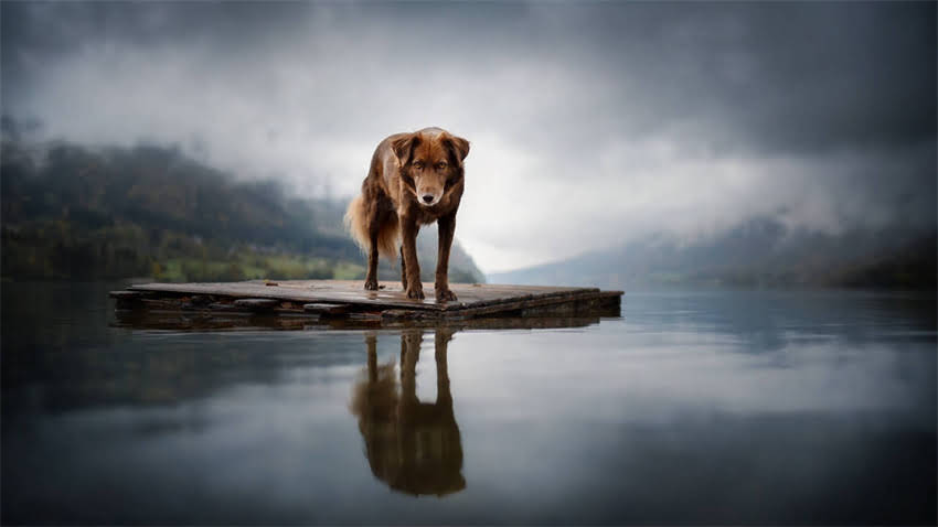 图片 拉布拉多幼犬胆子小的常见表现及危害1.jpg