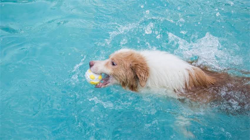 图片 拉布拉多幼犬训练全攻略：最新科学方法与注意事项（附训练视频教程）1.jpg