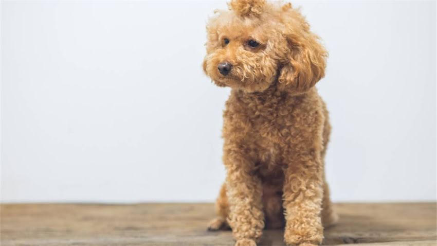 图片 拉布拉多幼犬跳蚤反复发作怎么办？3步彻底解决+护理误区.jpg