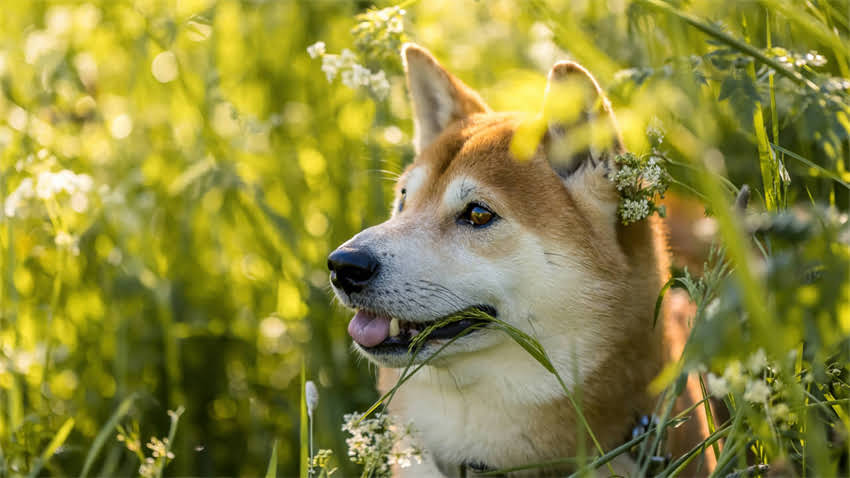 图片 拉布拉多成犬体重的科学标准与品种差异1.jpg