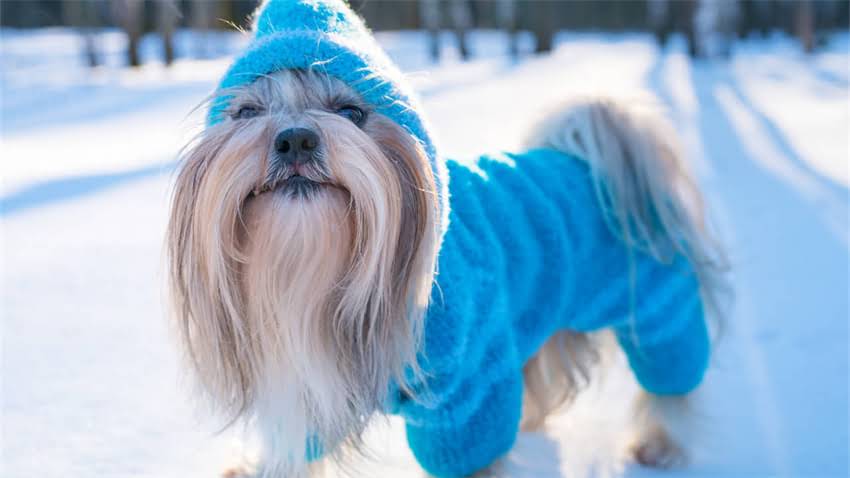 图片 拉布拉多掉毛周期全：换毛期时长与科学应对方案.jpg