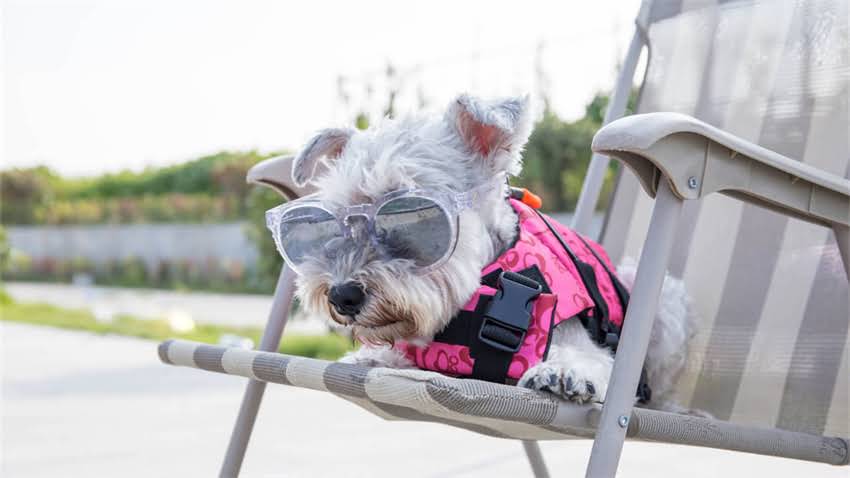 图片 拉布拉多掉毛周期全：换毛期时长与科学应对方案1.jpg