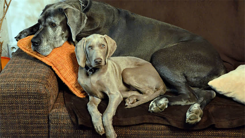 图片 拉布拉多掉毛周期全：换毛期时长与科学应对方案2.jpg