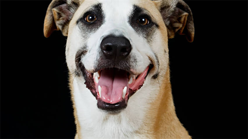 图片 拉布拉多杜高混血犬培育全指南：性格特征、饲养要点与训练技巧深度1.jpg