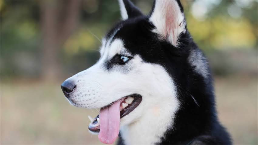 图片 拉布拉多标准体型全：成年犬最大尺寸是多少？附饲养注意事项.jpg